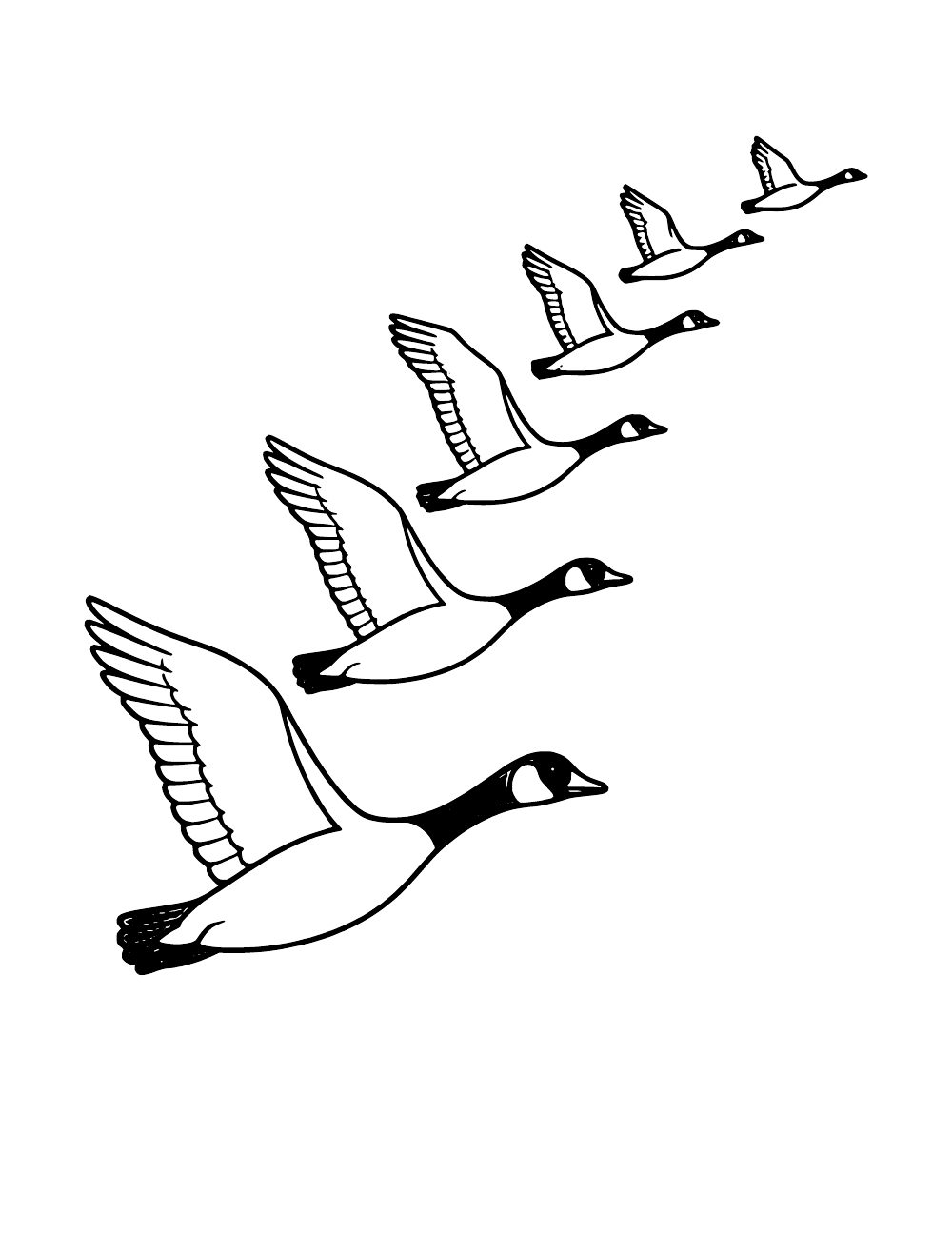 Canada geese flying together in formation, winter migration coloring page