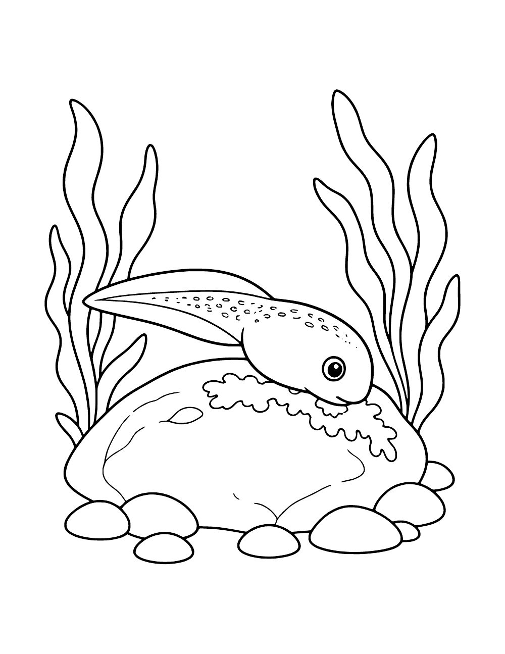 Long-tailed tadpole with its mouth near a patch of growth on a large underwater rock, between aquatic plants.