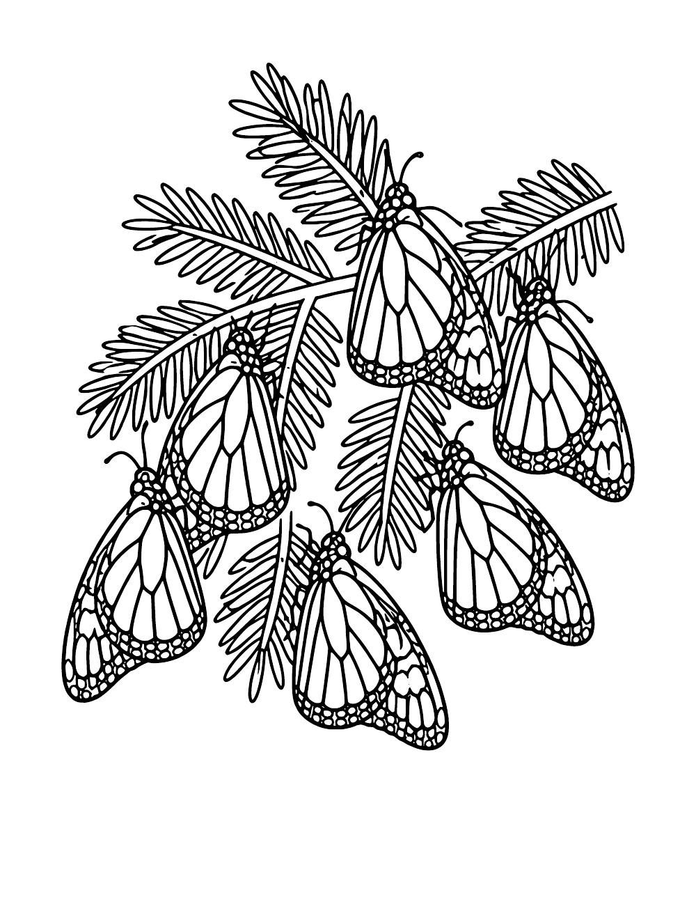 Monarch butterflies clustered on evergreen branches at a winter roost, coloring page