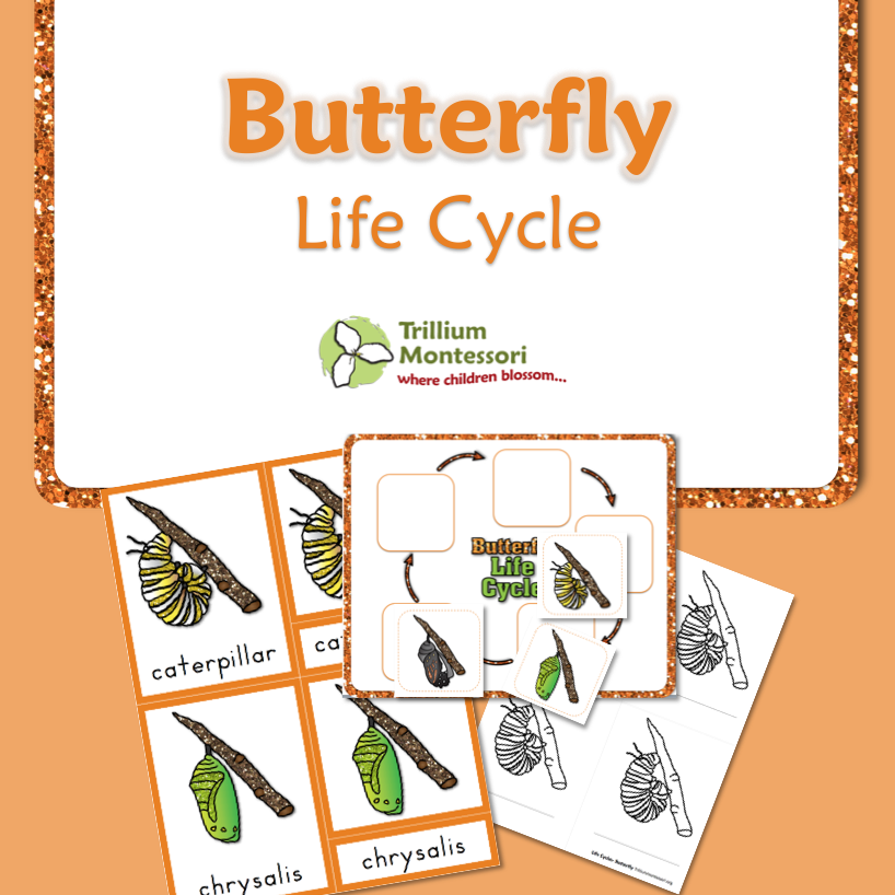 life-cycle-of-a-butterfly